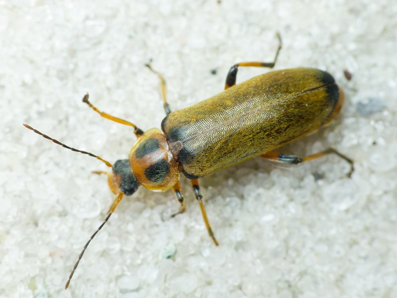 Osphya bipunctata (Fabricius, 1775)